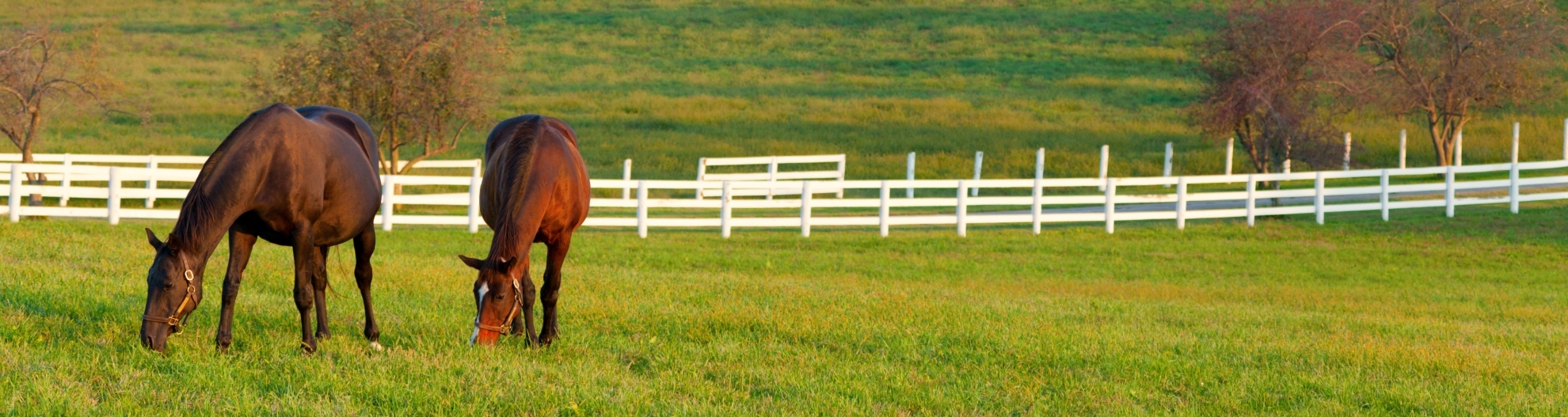 2 horses grazing in field on farm
